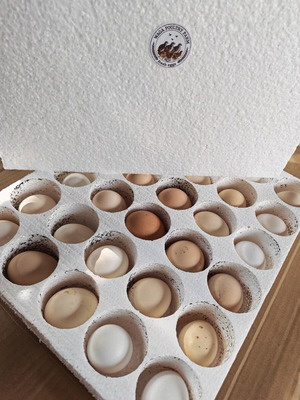 Chicken Incubation Eggs Mixed Pack of 30