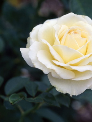 White Rose Ornamental Shrub Plant Seeds, pack of 25