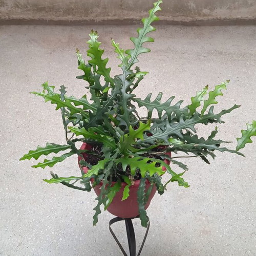 Ric Rac Cactus cuttings pack of 5, new