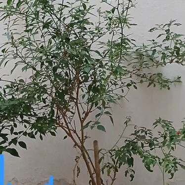 Spicy pepper plant 5 years old, 140 cm height