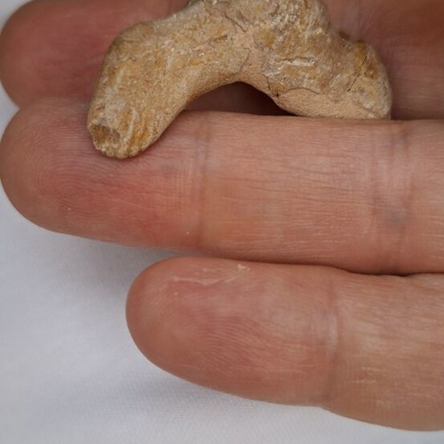 Fossilized shark tooth from Morocco
