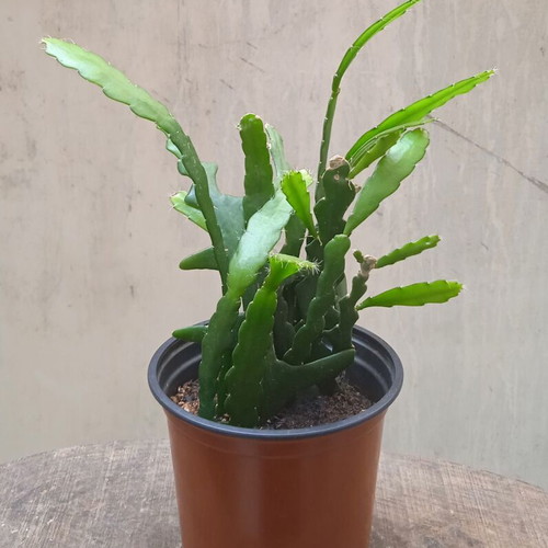 Ric Rac Cactus (Disocactus Anguliger) new in nursery pot