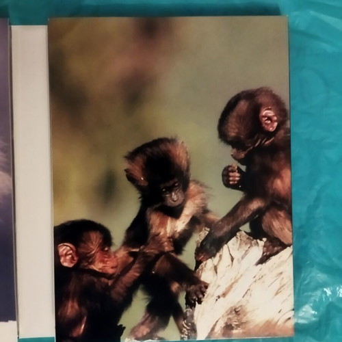 BBC Life on Planet Earth documentary DVD set, new, 13 discs with subtitles