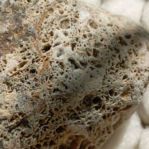 Fossilized coral used