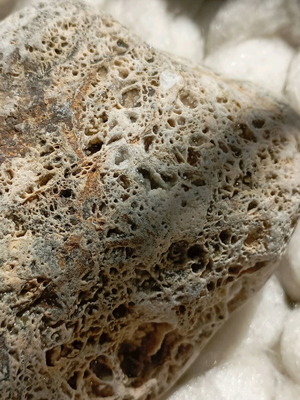 Fossilized coral used