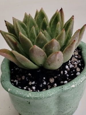 Παχύφυτο Echeveria agavoides σε χειροποίητο γαστράκι καινούργιο