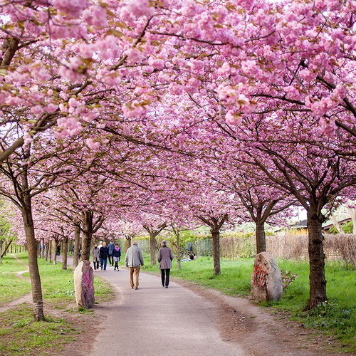 25 Pink Japanese Cherry Sakura Prunus Serrulata Seeds