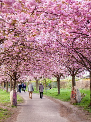 25 Pink Japanese Cherry Sakura Prunus Serrulata Seeds