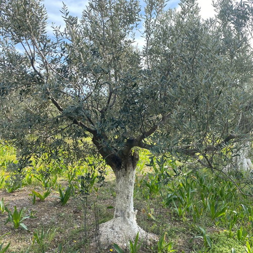 Ελιές δέντρα καινούργια, 80-100 χρόνων από Ερμιόνη