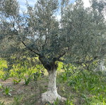 Ελιές δέντρα καινούργια, 80-100 χρόνων από Ερμιόνη