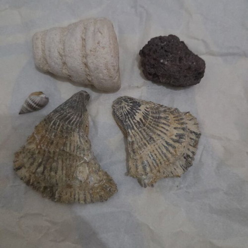 Fossil set from Tunisia like new
