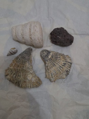 Fossil set from Tunisia like new