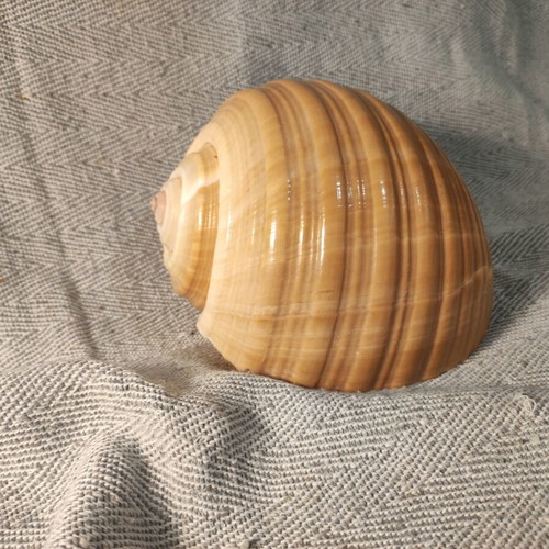 Tonna Galea shell like new, 15x15x11cm