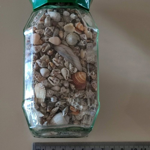 Seashells in jar new large collection
