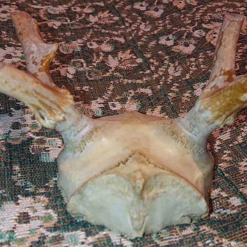 Northern Deer Trophy like new