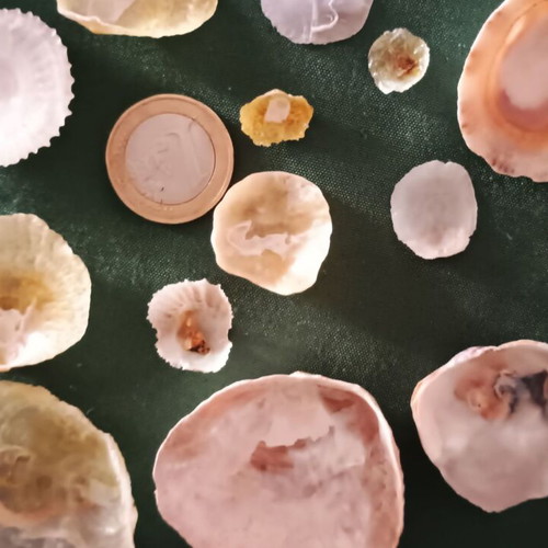 Anomiidae shells collection new, pack of 26 for decoration and crafts