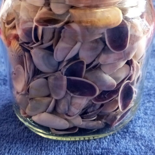 Jar of seashells like new, colorful for crafts and candle making