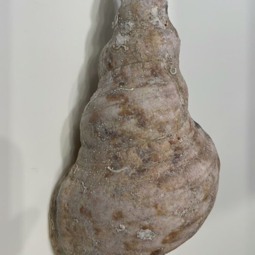 Triton Shell 22 cm new, unprocessed