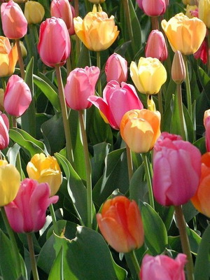 Tulipa Mix colorful tulip seeds pack of 25 for garden and pots
