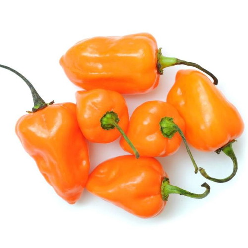 Habanero Orange hot pepper seeds, pack of 25