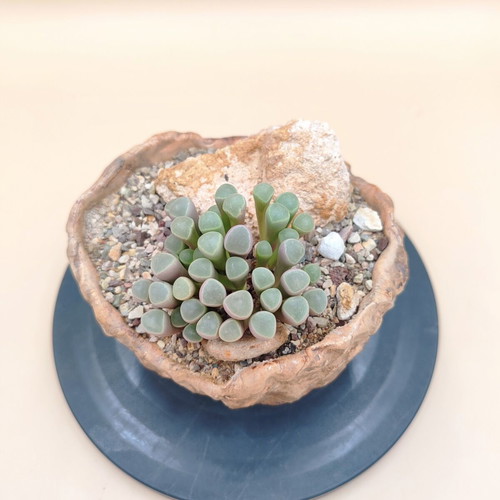 Fenestraria rhopalophylla succulent in handmade pot