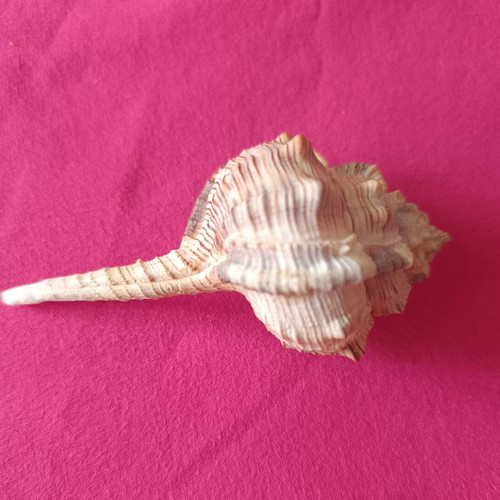 Murex Haustellum collectible shell like new