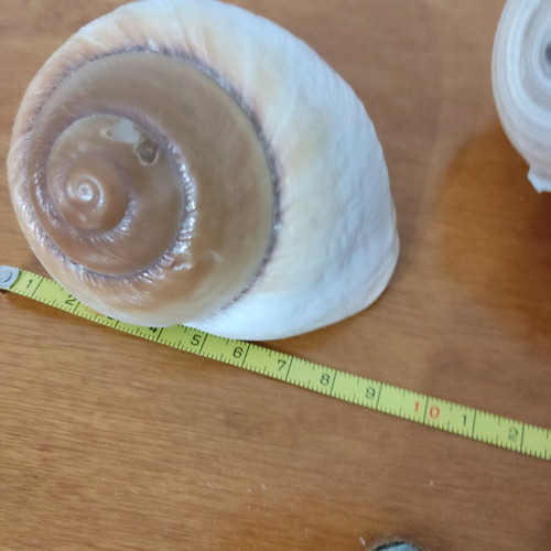 Natural shells like new, pack of 4 large