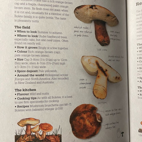 The Edible Mushroom Book like new, hobby