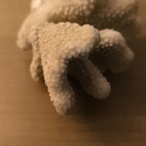 Cauliflower Coral used, natural beige for decoration or aquariums