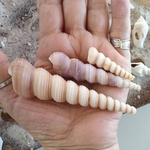 Turritella Seashells new, natural spiral shells for decoration