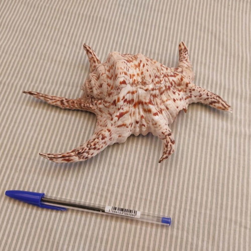 Natural Water Conch Shell Lambis Lambis used, 21 cm hexagonal