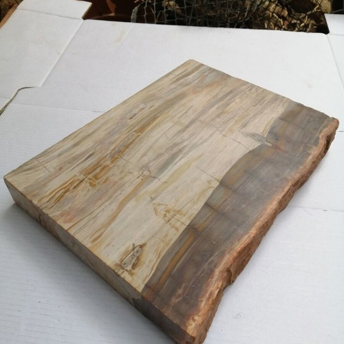Petrified wood from Madagascar new