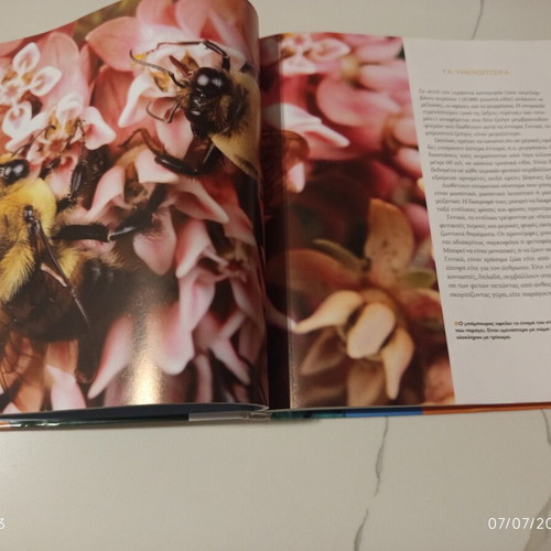 The Encyclopedia of Animals Volume 16 used, Bees, Ants and the World of Insects