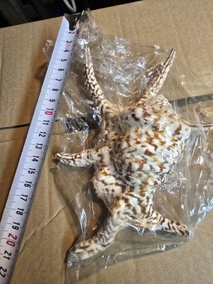 Lambis Chiragra Spider Conch large collectible shell like new