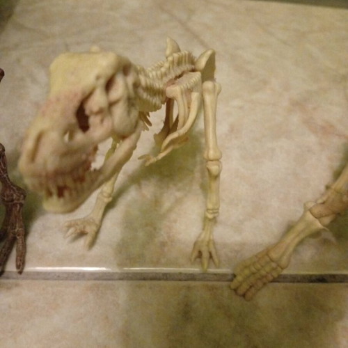 Dinosaur skeletons like new, set of 4 with Triceratops, Mammoth, Tyrannosaurus, Stegosaurus