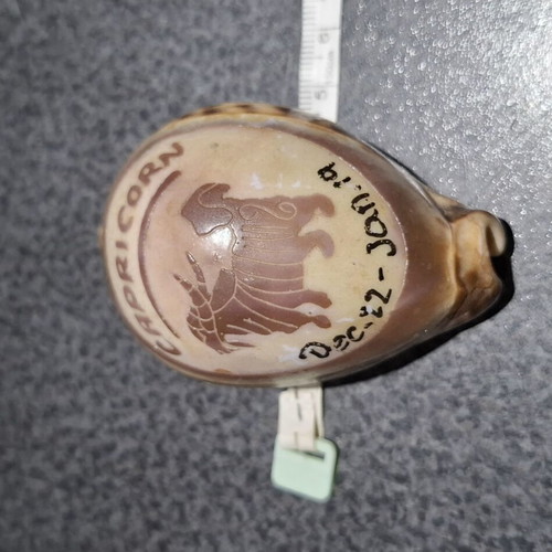 Vintage Cypraea Tigris shell with Capricorn zodiac engraving, used