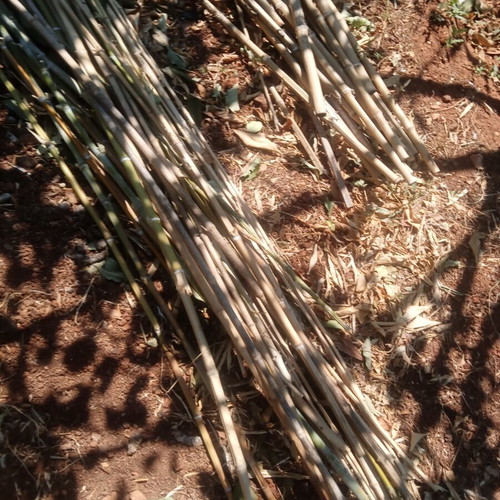 Bamboo cut pieces 3 to 4 meters