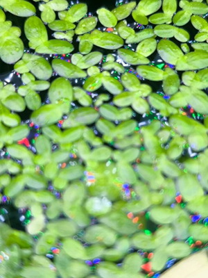 Lemna Aquarium Plant (Duckweed) new for Freshwater