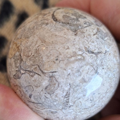 Decorative dinosaur egg from fossil limestone, new