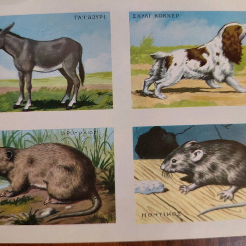 Collectible animal card by REKOU editions, 1960s, new