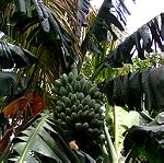  10 Σποροι Γιγαντιας Μπανανας Saba