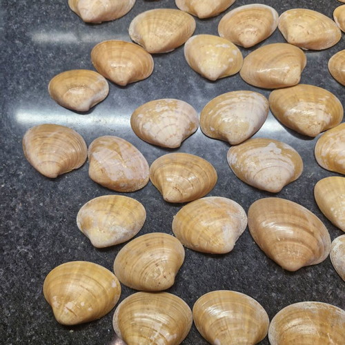 Natural seashells used, large size, 586 g