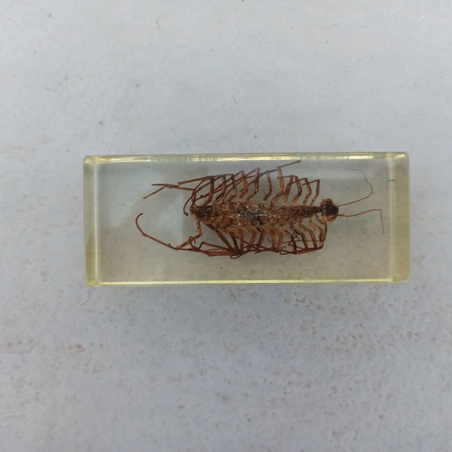 Scutigera insect from National Geographic series with book like new