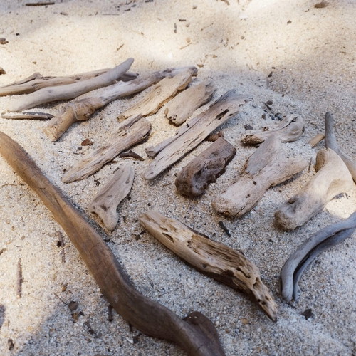 Driftwood pieces for decoration and crafts