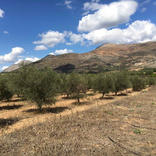 Land with 100 twenty-five-year-old olive trees near Mycenae, 8 acres