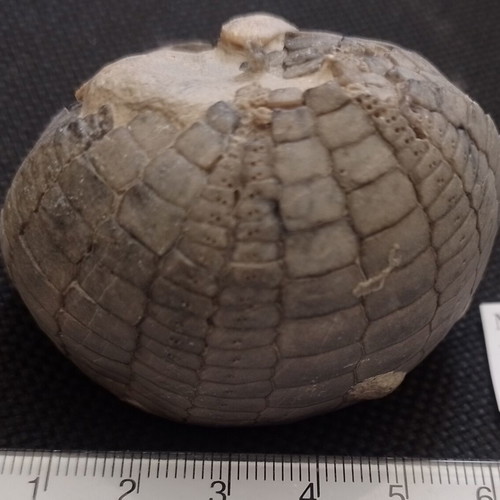 Sea urchin fossil used, from Bulgaria
