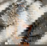  πέτρα