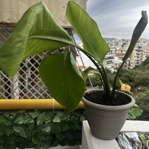 Indoor plant like new