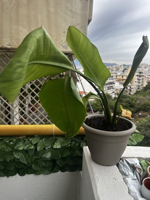 Indoor plant like new