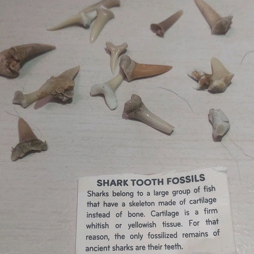 Shark teeth collectible new, set of 16 pieces
